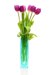 tulips in vase isolated