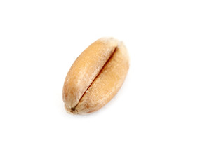 grain of wheat