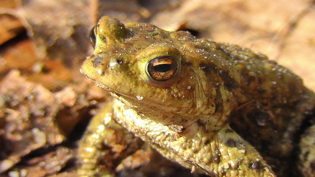 Erdkr&ouml;te - Bufo - beim Sonnenbad