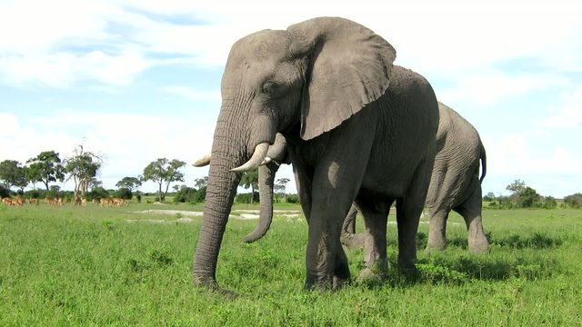 Friedliche Elefanten beim Fressen in freier Wildbahn