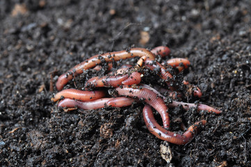 Group of earthworms - 51654031
