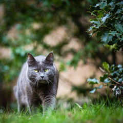 Naklejka na ściany i meble Cat, na zewnątrz na zielonym trawniku, chodzenie do siebie