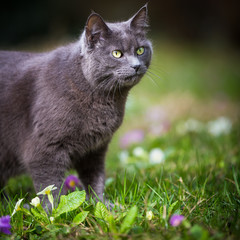Naklejka na ściany i meble Cute kitty cat outdoors on a green lawn