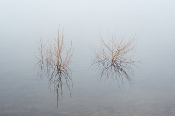 shrubs reflected in the water of the lake with fog