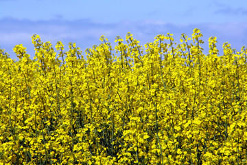 yellow flowers