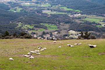 Sheep Country