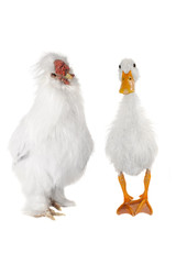 duck white