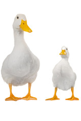 duck white