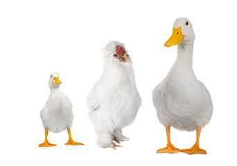 duck white