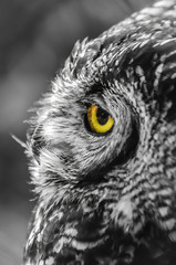 Owl Portrait