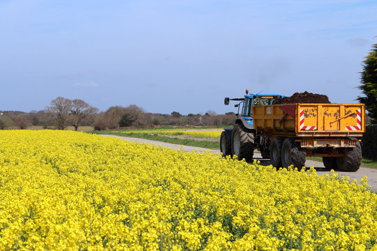 Un tracteur dans le champ de  moutarde ou colza en Brategne France.