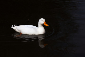 duck