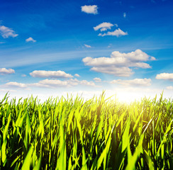 Fototapeta premium grass