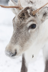 Closeup of a head of white reindeer © RistoH