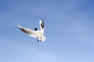 Möwe am blauen Himmel