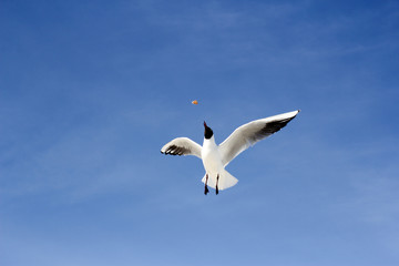Möwe am blauen Himmel