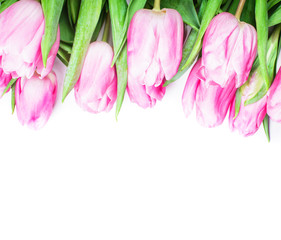 pink tulips isolated