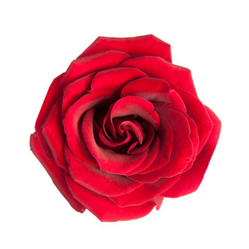 Rose Top View" Images – Browse 255 Stock Photos, Vectors, and Video | Adobe  Stock
