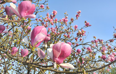 Naklejka premium floraison du magnolia