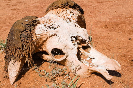 Skull of a buffalo in Tsavo Nationalpark