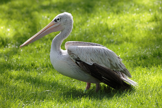 Piture of a wild pelican in the grass