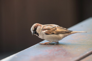 picture of a beautiful male sparrow