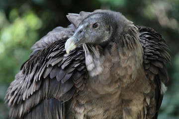 picture of a black vulture