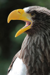 portrait of a beautiful Haliaeetus pelagicus opening the mouth
