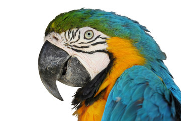 Fototapeta premium Portrait of a cute and colored parrot isolated on white