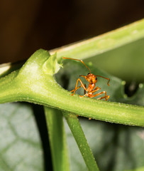 Red ant