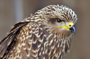 Portrait of Black Kite (Milvus migrans)