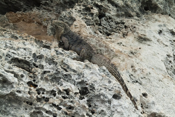 Cayo Iguana