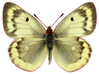 Isolated female Mountain Clouded Yellow butterfly