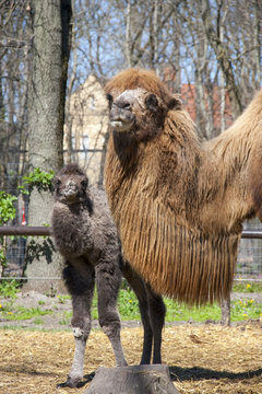 Two-humped camel (Camelus bactrianus) calf and mother