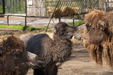 Two-humped camel (Camelus bactrianus) calf and mother