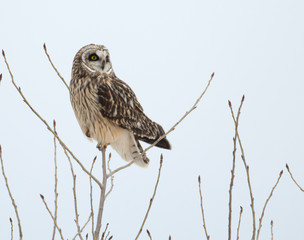 Short-eared owl