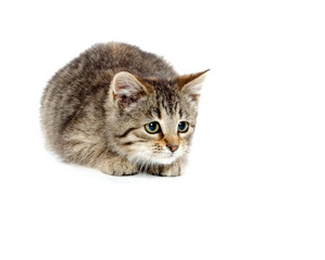 Cute tabby kitten on white