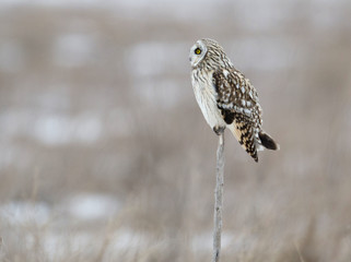 Short-eared owl