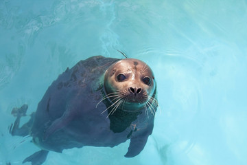 Naklejka premium Harbor seal (Phoca vitulina) in the water