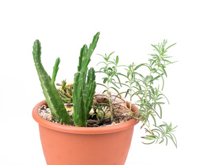 rosemary and cactus