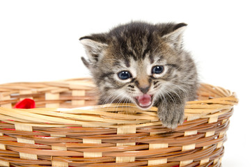 Fototapeta na wymiar Cute kitten crying