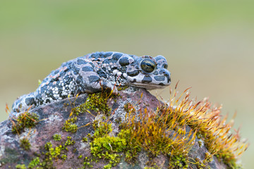 Bufo virdis