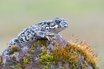 Bufo virdis
