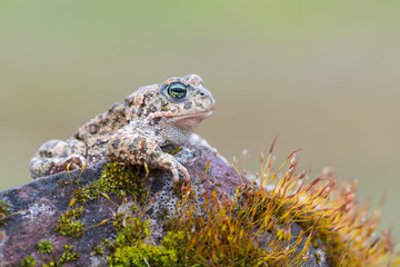 Bufo calamita