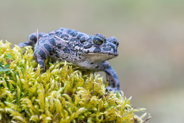Bufo virdis