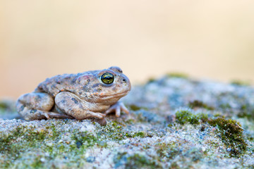 Bufo calamita