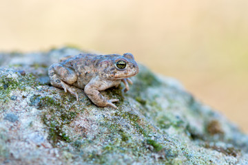 Bufo calamita