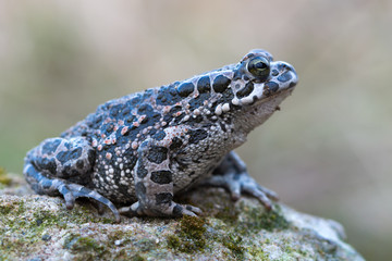 Bufo virdis