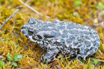 Bufo virdis