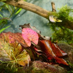 Natural aquqrium representing tropical biotop